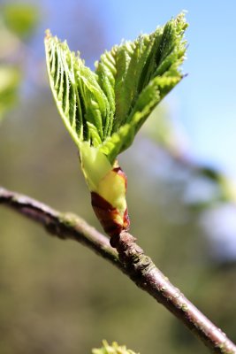 Betula maximowicziana - bříza maximovičova - jarní pučení 1